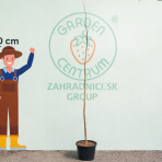 Judášovec strukový (Cercis Siliquastrum) - výška 190-250 cm, kont. C9L (-18°C)